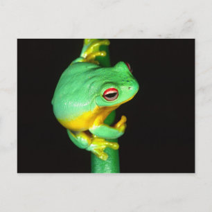 Australisches Rotes Auge Treefrog, Litoria chloris Postkarte