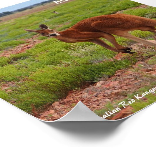 Australisches Rotes Kangaroo-Poster Poster (Ecke)
