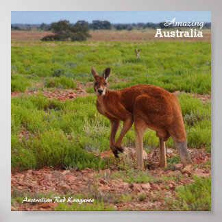 Australisches Rotes Kangaroo-Poster Poster