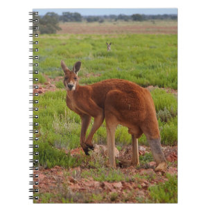 Australisches rotes Kängurunotizbuch Notizblock