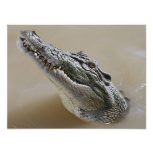 Australisches Salz Water Crocodile Darwin Fotodruck