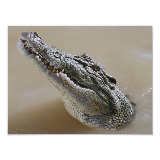 Australisches Salz Water Crocodile Darwin Fotodruck (Vorne)