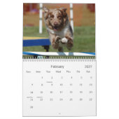 Australisches Schäfer-Agility 18 Kalender (Feb 2027)