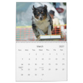 Australisches Schäfer-Agility 18 Kalender (Mär 2027)