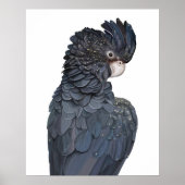 Australisches Schwarzschnabelposter Poster (Vorne)