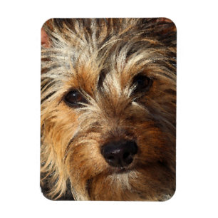Australisches seidiges Terrier Magnet