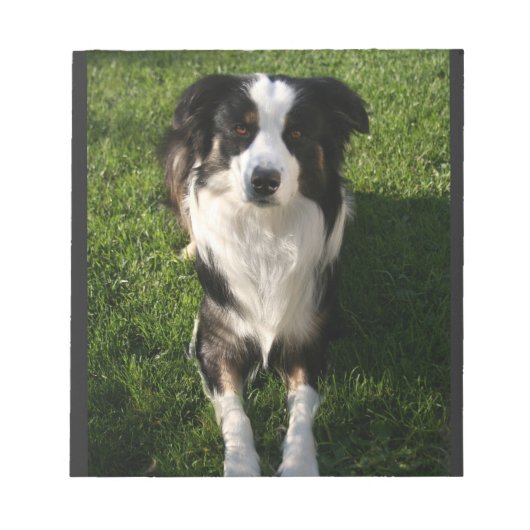 Australisches Shepherd Foto Notepad Notizblock (Vorderseite)