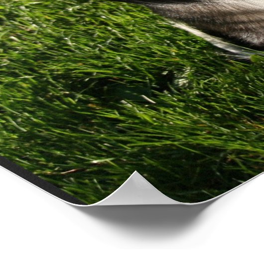 Australisches Shepherd Foto Poster (Ecke)