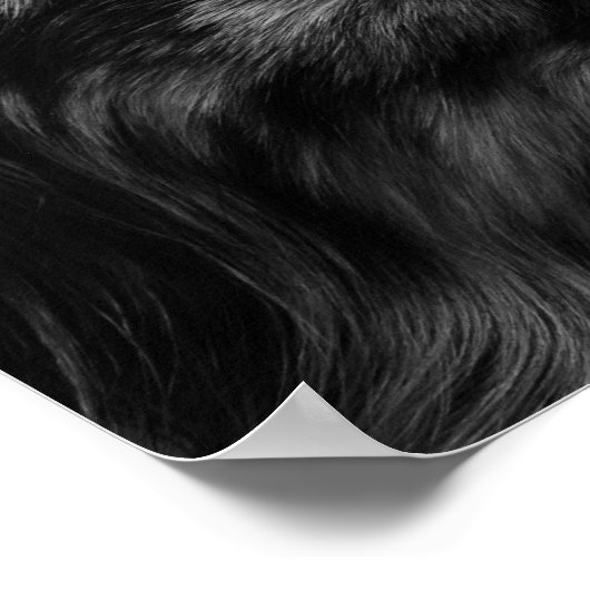 Australisches Shepherd Poster (Ecke)