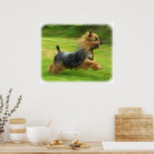 Australisches Silky Terrier Design Poster (Küche)