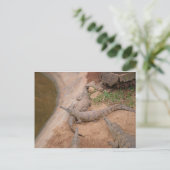 Australisches Süßwasser-Krokodil Postkarte (Stehend Vorderseite)