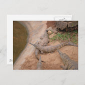 Australisches Süßwasser-Krokodil Postkarte (Vorne/Hinten)