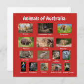 Australisches Tier (Vorne/Hinten)