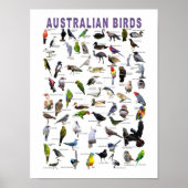 Australisches Vogeldiagramm Poster (Vorne)