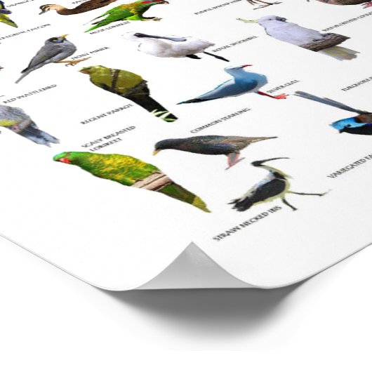 Australisches Vogeldiagramm Poster (Ecke)