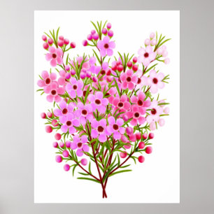 Australisches Waxflower Bouquet Poster