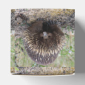 Australisches Wild-Echidna-Foto Geschenkschachtel (Oben)