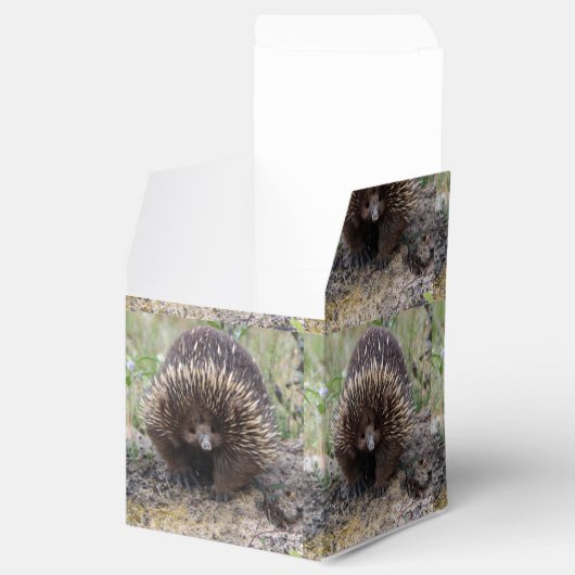 Australisches Wild-Echidna-Foto Geschenkschachtel (Geöffnet)