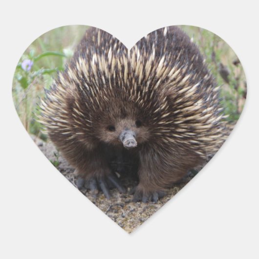 Australisches Wild-Echidna-Foto Herz-Aufkleber (Vorderseite)
