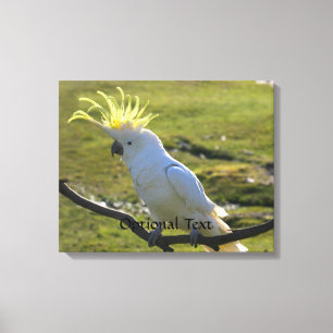 Australisches Yellow Sulfur Crested Cockatoo Leinwanddruck