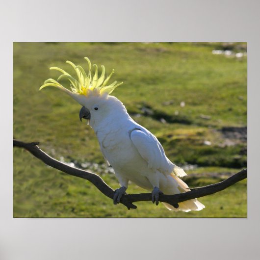 Australisches Yellow Sulfur Crested Cockatoo Poster (Vorne)