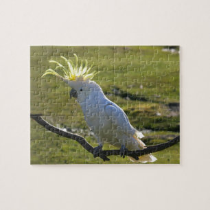 Australisches Yellow Sulfur Crested Cockatoo Puzzle