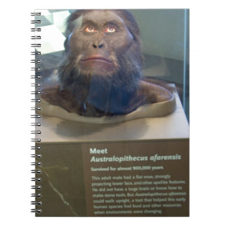Australopithecus afarensis; Museumsausstellung Notizblock