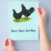 Australorp Black Chickens Flyer (Hand)