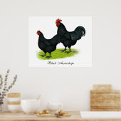 Australorp Black Chickens Poster (Küche)
