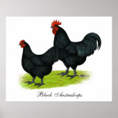 Australorp Black Chickens Poster (Vorne)