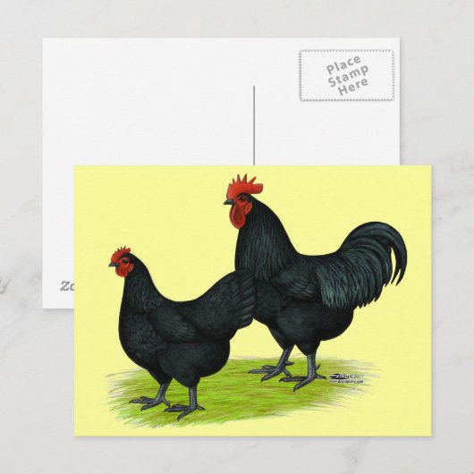 Australorp Black Chickens Postkarte (Vorne/Hinten)