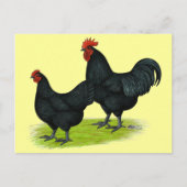 Australorp Black Chickens Postkarte (Vorderseite)