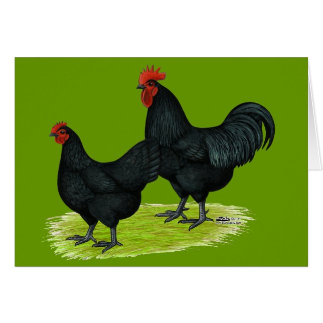 Australorp schwarze Hühner (Vorderseite (Horizontal))