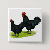 Australorp schwarze Hühner Button (Vorderseite)