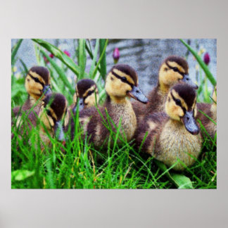 Auswirkungen auf Vögel 11 verschwommene Poster