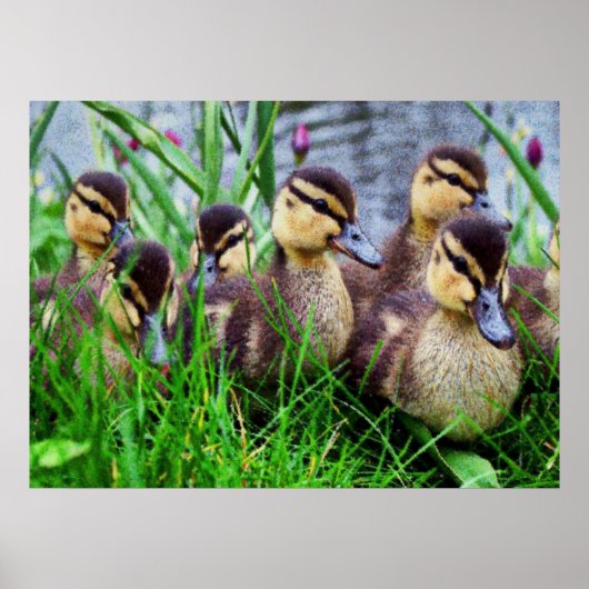 Auswirkungen einzelner Vögel 11 Poster (Vorne)