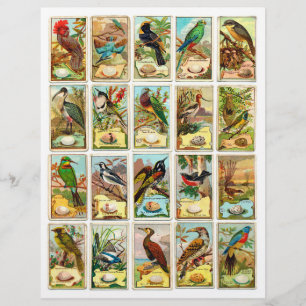 Authentische (nicht KI) Vintage-Vogel-Sammelkarten