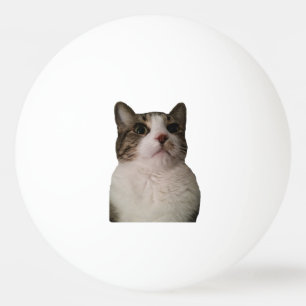 Authentischer Katzen-Ball Tischtennisball