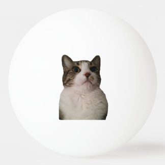 Authentischer Katzen-Ball Tischtennisball