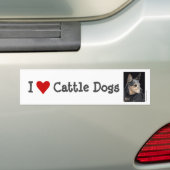 Autoaufkleber "Rinder" - "Quigley" (Auf Auto)