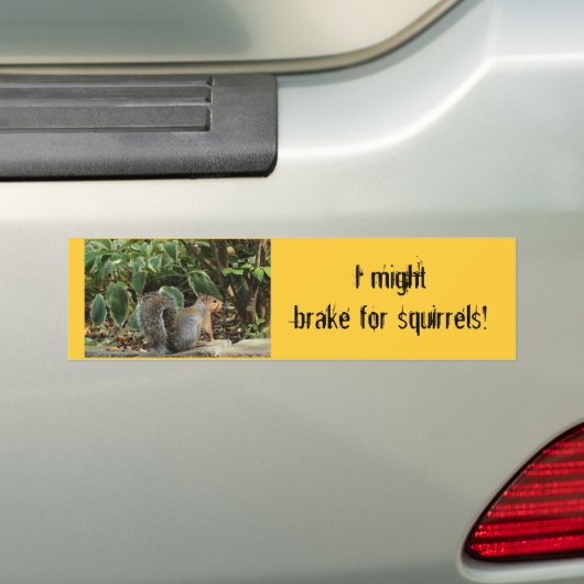 Autoaufkleber über Eichhörnchen (Auf Auto)