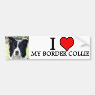 Autoaufklebergrenzcollie Autoaufkleber