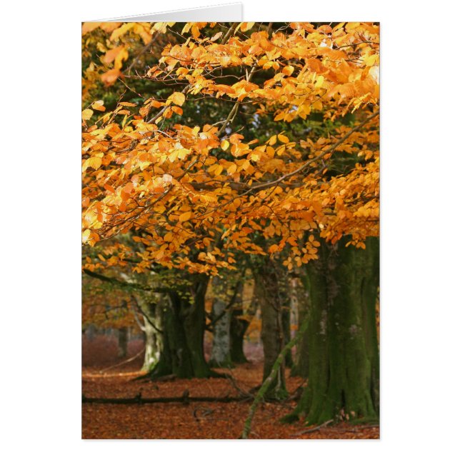 Autum Buchenbaumkarte (Vorne)
