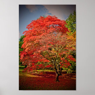 Autumn Acer Tree Westonbirt Arboretum Cotswolds Poster
