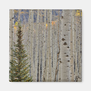 Autumn Aspen Groves   Colorado Rocky Mountains Magnet