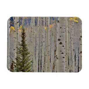 Autumn Aspen Groves   Colorado Rocky Mountains Magnet