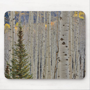 Autumn Aspen Groves   Colorado Rocky Mountains Mousepad