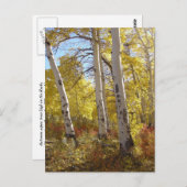 Autumn Aspen Postcard Postkarte (Vorne/Hinten)