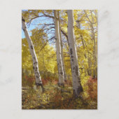 Autumn Aspen Postcard Postkarte (Vorderseite)