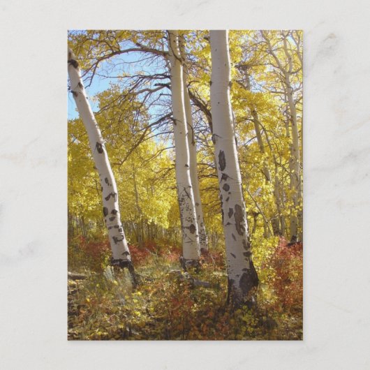 Autumn Aspen Postcard Postkarte (Vorderseite)